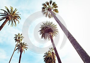 Beverly Hills Los Angeles Rodeo Palm Trees photo