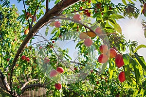 Upward view of peach fruits ripening on tree