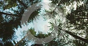 Upward view of pine trees and sky in summer forest. Movement in a circle causes a dizzying effect.