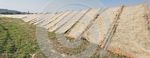 Upward view row of bamboo fences with Vietnamese rice vermicelli drying in the sun outside of Hanoi, Vietnam