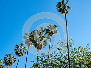 Upward view of row of palm trees on a cloudless, sunny day