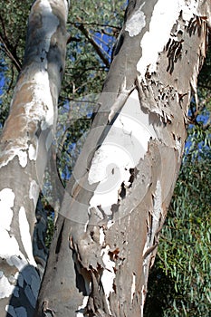 FLAKING BARK ON THE TRUNK OF A EUCALYPTUS TREE