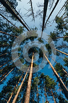 Upward view among tall green trees, directing lines