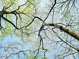 Upward view of tree branches in spring