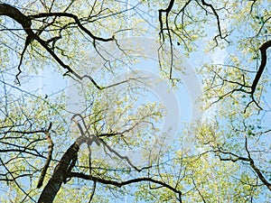 Upward view of tree branches in spring