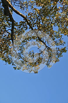 UPWARD VIEW OF YELLOWING LEAVES OF A TREE AGAINST THE SKY