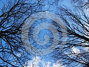 Upwards view of the branches of winter forest trees against a blue cloudy sky