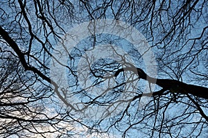 Upwards view of the branches of winter forest trees against a blue cloudy sky