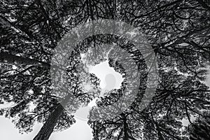 Upwards view of circle of Pine trees