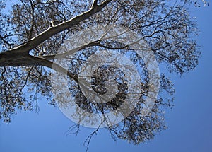 Upwards view of a eucalyptus tree branches against a blue sky.