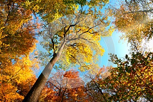 Upwards view in a forest in autumn