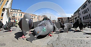 urabn pigeon in the city while looking for crumbs to eat