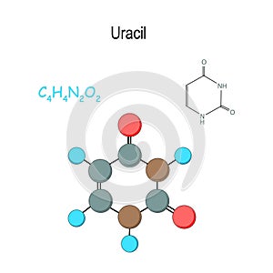 Uracil. Chemical structural formula and model of molecule. C4H4N2O2 photo