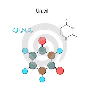 Uracil. Chemical structural formula and model of molecule. C4H4N2O2