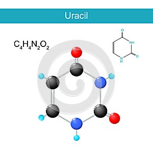 Uracil molecular formula. Chemical structural formula and model