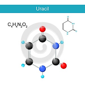 Uracil molecular formula. Chemical structural formula and model photo