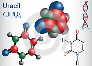 Uracil U - pyrimidine nucleobase in the nucleic acid of RNA.