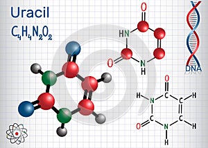 Uracil U - pyrimidine nucleobase in the nucleic acid of RNA.