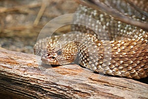 Uracoan Rattlesnake Crotalus durissus vegrandis photo