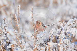 Uragus, or long-tailed lentil, or long-tailed bullfinch Carpodacus sibiricus sits in winter plumage on a branch of reeds.