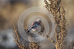 Uragus, or long-tailed lentil, or long-tailed bullfinch - a songbird Carpodacus sibiricus sits on a branch of a plant.