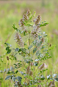 Ural licorice on a summer day in the Kulunda steppe