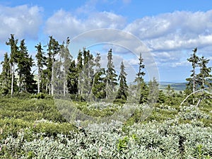 Ural Mountains on the territory of the Pechora-Ilychsky Reserve in the summer. Komi Republic, Russia photo