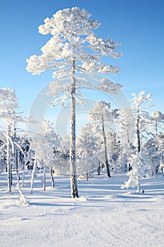 Ural open spaces from the top of one of the ski slopes in the resort `Abzakovo`