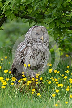 Ural Owl