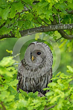 Ural Owl