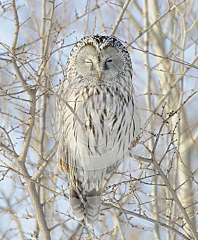 Ural Owl