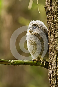 Ural Owl