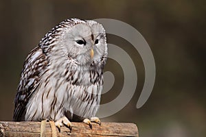 Ural owl photo