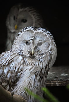 Ural owl