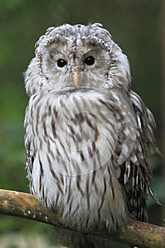 Ural owl photo