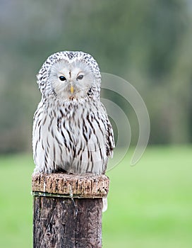 Ural Owl