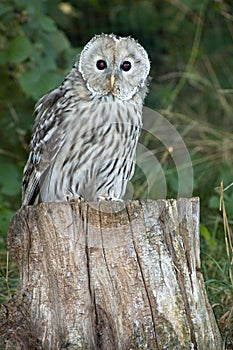 Ural owl photo