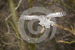 Ural owl approaching in flight in forest in autumn