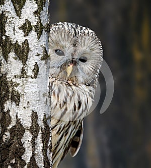 Ural Owl in autumn forest looks out from behind the tree