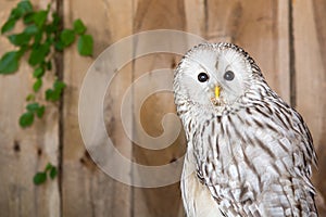 Ural Owl photo