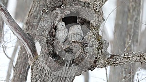 Ural owl couple in Hokkaido, North Japan