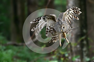 Ural Owl fly in summer forest