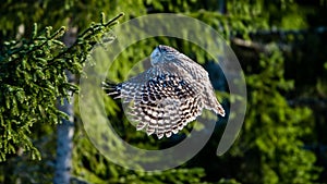 Ural owl flying in the fir forest with sunshine on its back