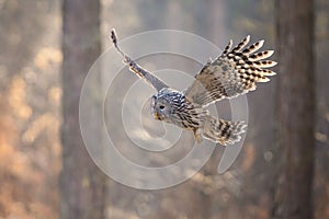 Ural owl flying in a forest