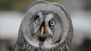 Ural owl looking around