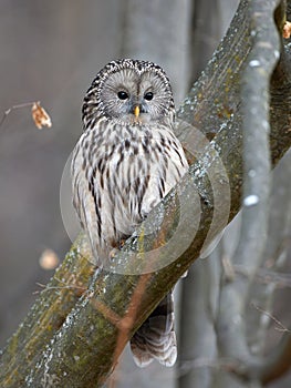 Ural owl in natural habitat (Strix uralensis)