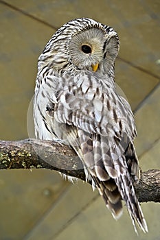 Ural owl is a night bird animals zoo photo