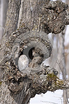 Ural Owl Perched in the tree hole at Kushiro Japan