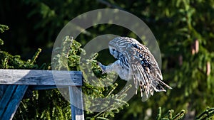 Ural owl prepare for landing with sunshine on its back