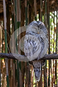 Ural owl resting on a branch